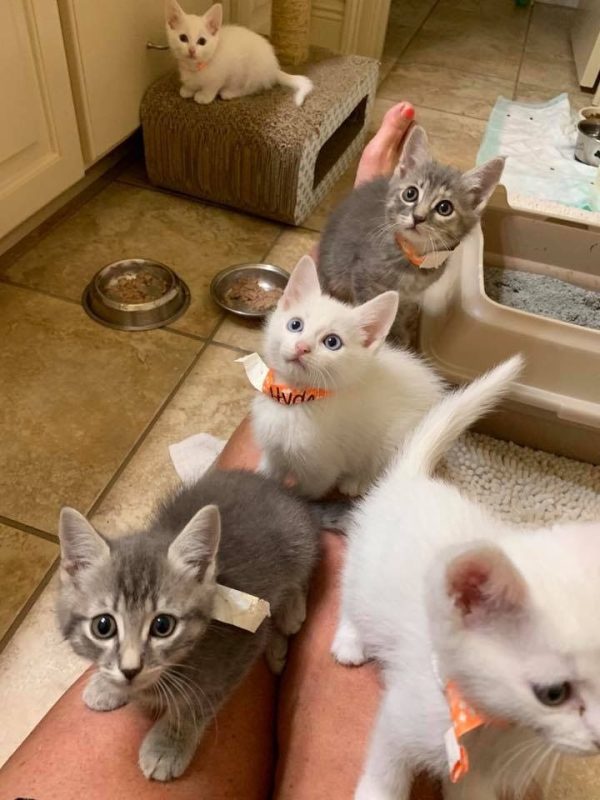 cats for adoption