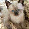Xavi ( Reserved)