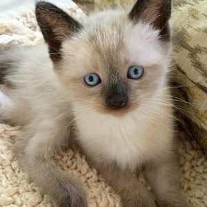 Xavi ( Reserved)