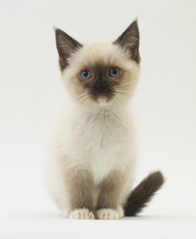 cats for adoption