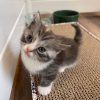 Mike ( Reserved )
