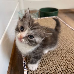 Mike ( Reserved )