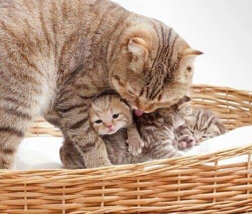 how long are cats pregnant