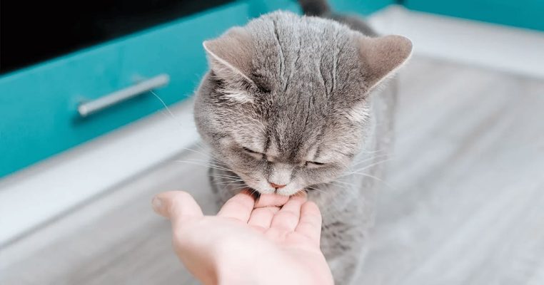 Why Does My Cat Lick Me