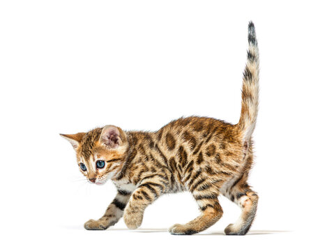 cats for adoption
