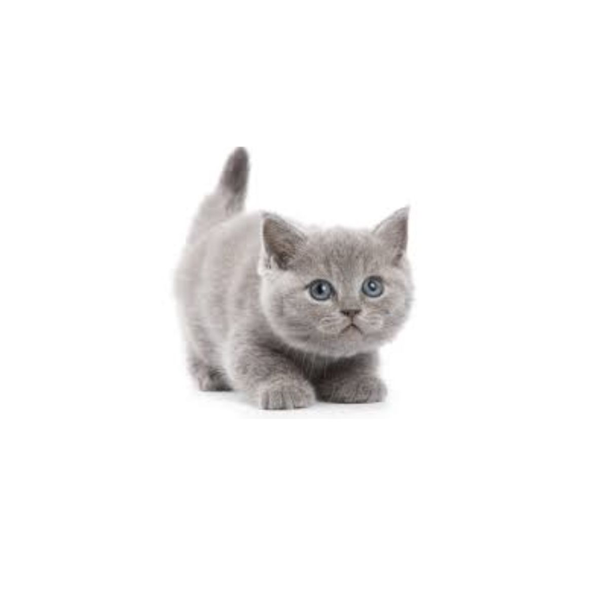 cats for adoption