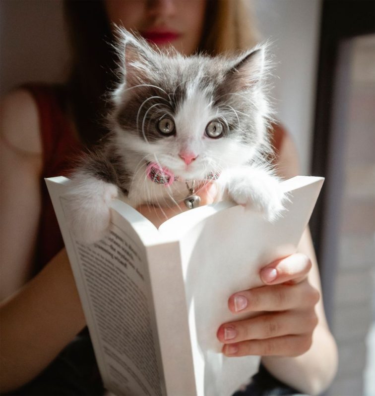 facts about cats