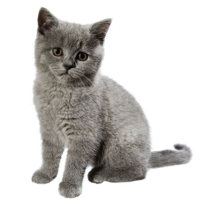 cats for adoption