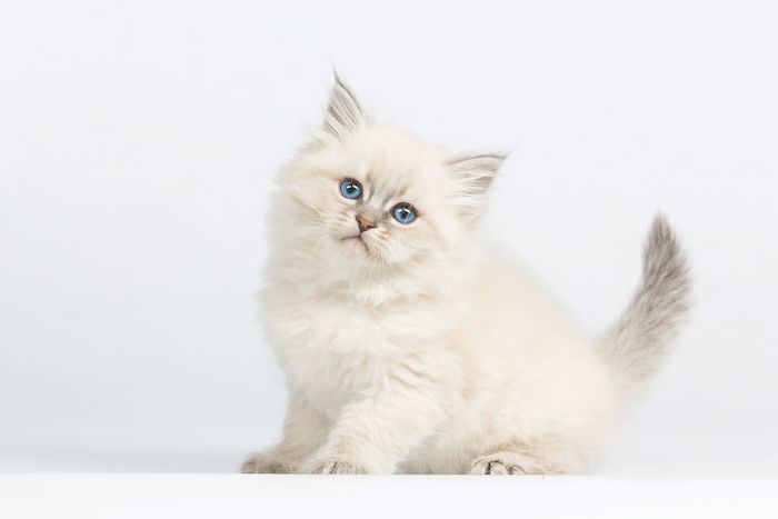 cats for adoption