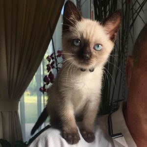 siamese kittens for adoption