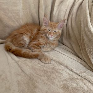 buy maine coon kittens