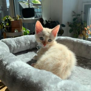 Munchkin Cat