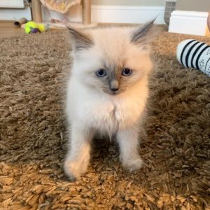 Ragdoll kittens