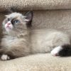 munchkin cat for sale