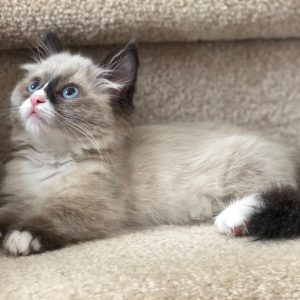 munchkin cat for sale
