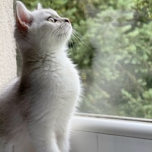 british shorthair for sale