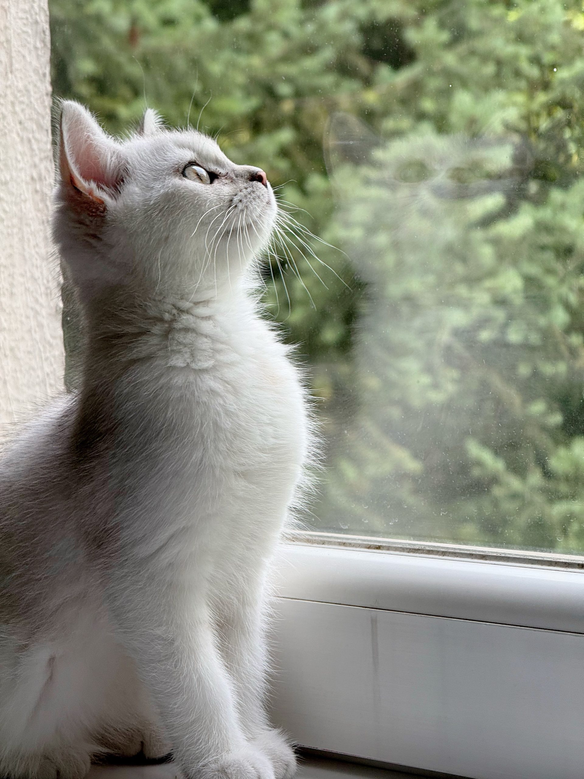 british shorthair for sale