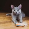 russian blue kittens for adoption