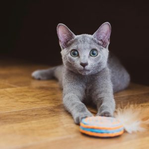 russian blue kittens for adoption