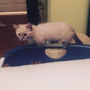 Munchkin cats for sale