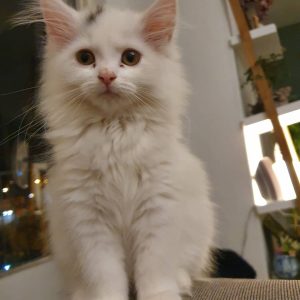 maine coon kittens near me
