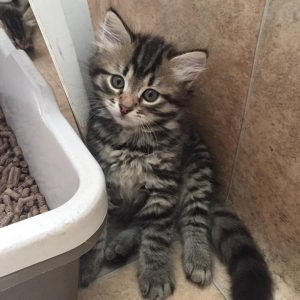siberian cat near me