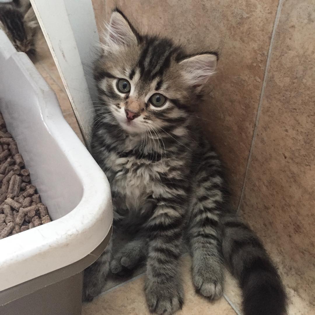 siberian cat near me