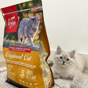 siberian cats for adoption