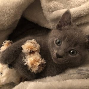 russian blue kittens for sale near me