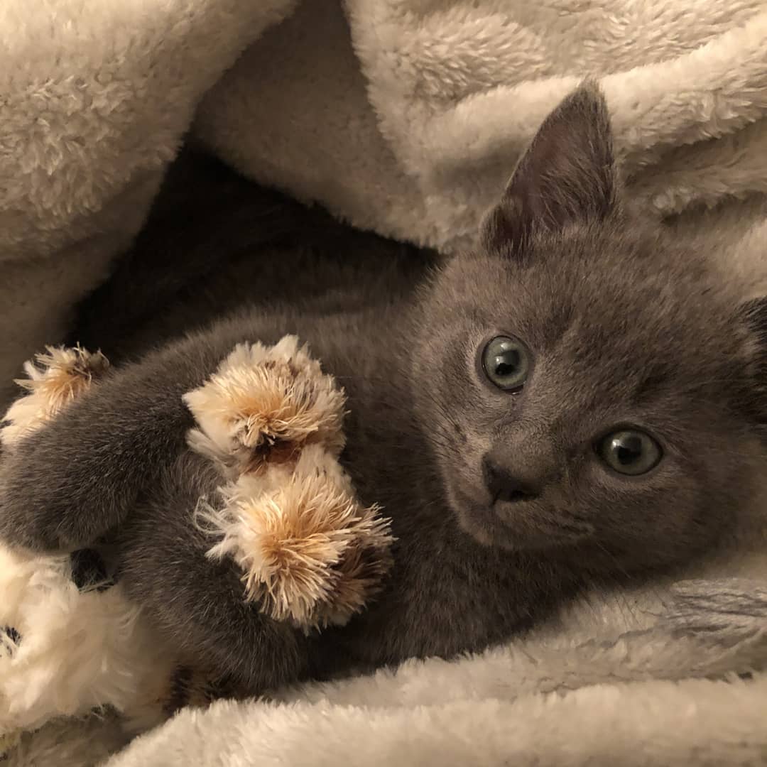 russian blue kittens for sale near me