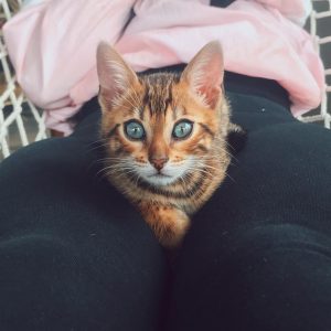 bengal cat breeders