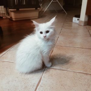 maine coon kitten