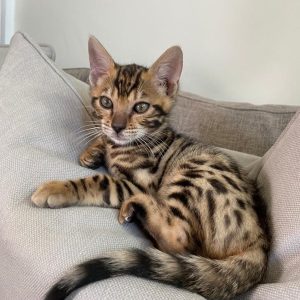 bengal cat price