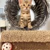 bengal for sale