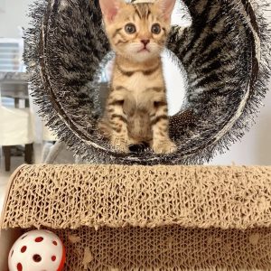 bengal for sale