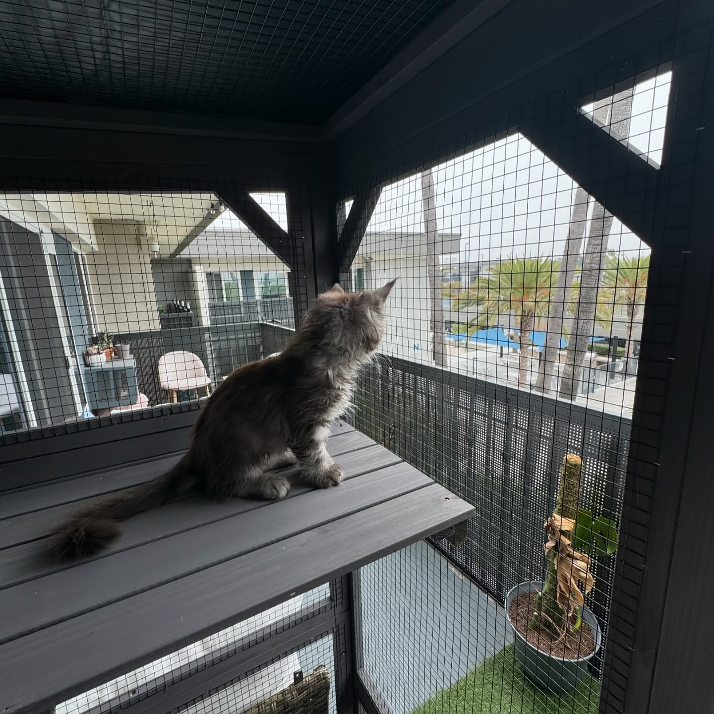 Maine Coon kitten for sale