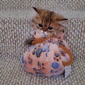 kittens for sale persian