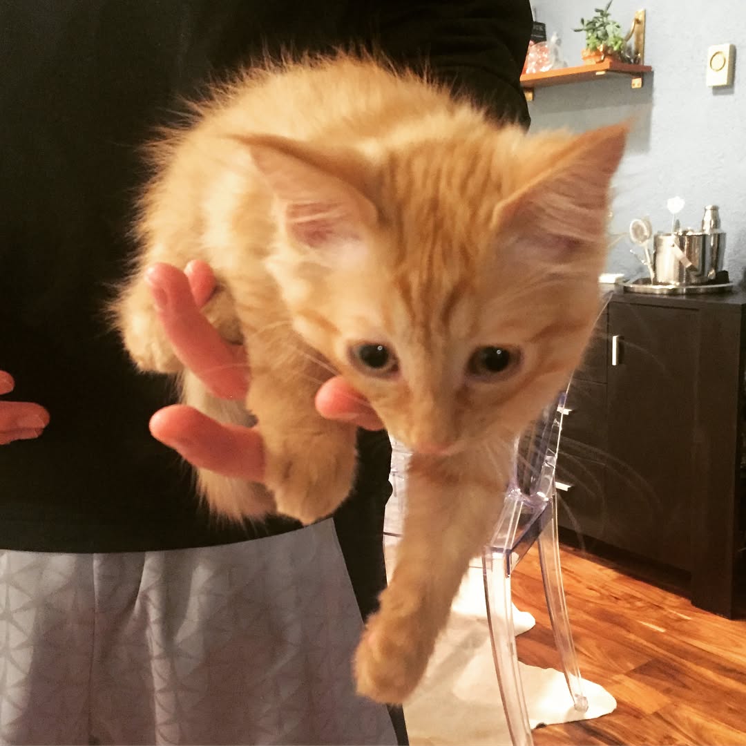Maine Coon Kittens For Sale Near Me