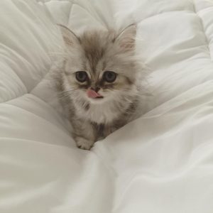 persian kittens for sale near me