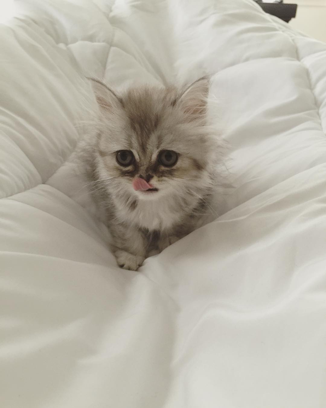 persian kittens for sale near me