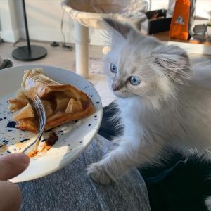 Siberian Cat For Sale
