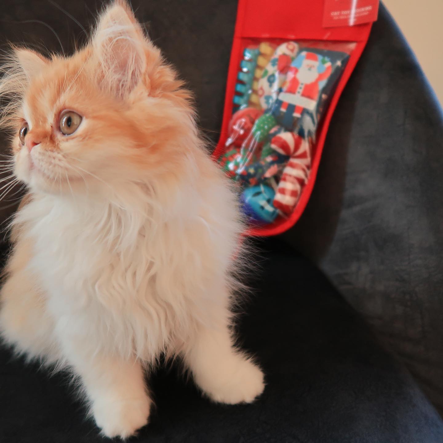 persian kittens