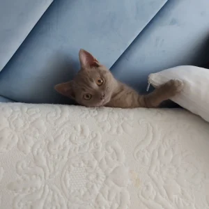 buy a british shorthair