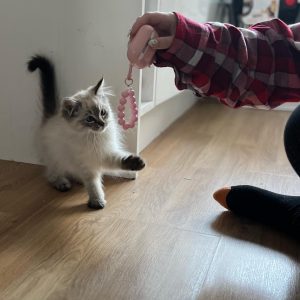ragdoll kittens for sale near me