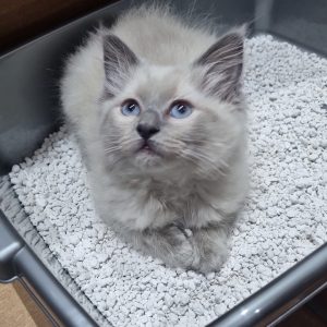 ragdoll kittens near me