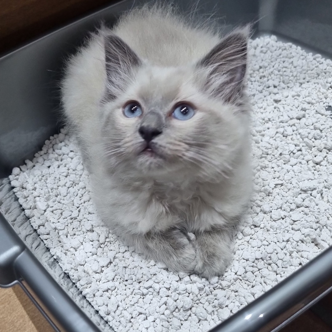 ragdoll kittens near me