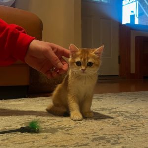 british shorthair kitten