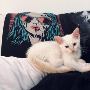siamese kittens for sale near me