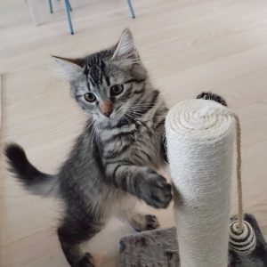 Buying A Siberian Cat