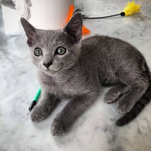 russian blue cat breeders
